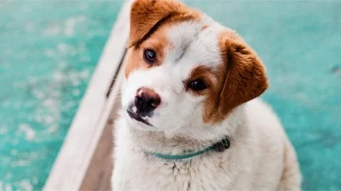 Ev Hayvanlarının Kayıt Altına Alınması Çalışmaları Devam Ediyor