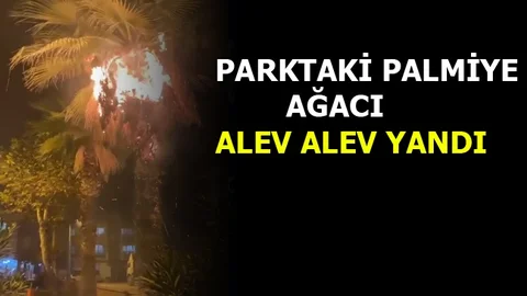 Parkta Bulunan Ağaç Alev Aldı