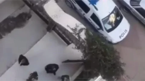 Yılbaşı Gecesi Soyuldular!