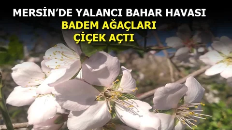 Mersin'de Yalancı Bahar, Ağaçlar Çiçek Açtı