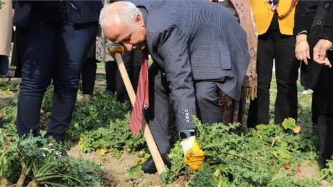 Birçok Hastalığa İyi Gelen Şifalı Bitkinin Kilosu 60 Liradan Alıcı Buluyor