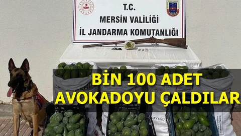 Bin 100 Adet Avokadoyu Çaldılar