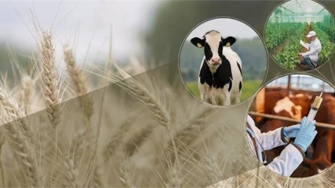 Çiftçilerin Hesaplarına Bugün 184 Milyon 968 Bin 632 Lira Aktarılacak