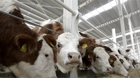 Düve Alım Desteği Başvuruları İçin Son Bir Hafta