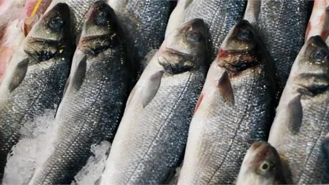 Su Ürünleri Avcılığına Sıkı Denetim