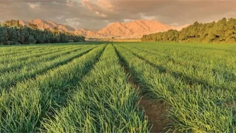 Atıl Arazilerde Tarımsal Üretim ve Tesis Yatırımlarına Sağlanacak Destekler Belli Oldu