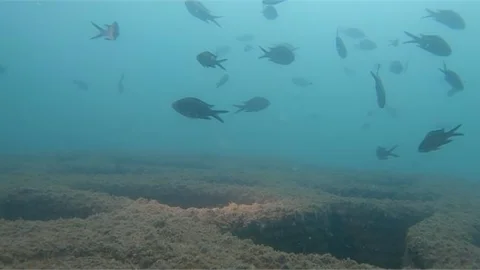 Mersin Büyükşehir’in Yapay Resiflerinde Canlı Yaşamı Arttı