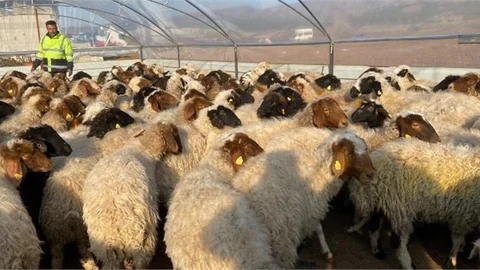 Ağıl Yaptılar, Hayvanları Soğuktan Kurtardılar