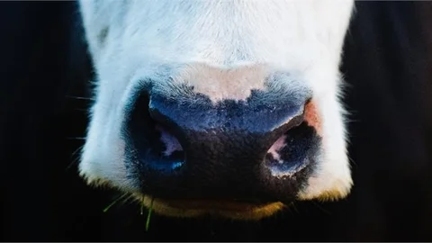 Türkiye'de Şap Paniği, Bakanlık Harekete Geçti