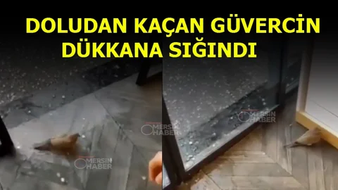 Mersin'de Yürekleri Isıtan Görüntü