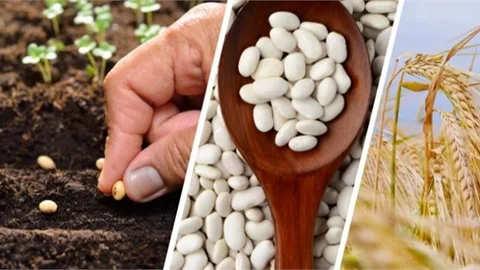 Tarımsal Üretimde Yeni Bir Dönem Başlıyor