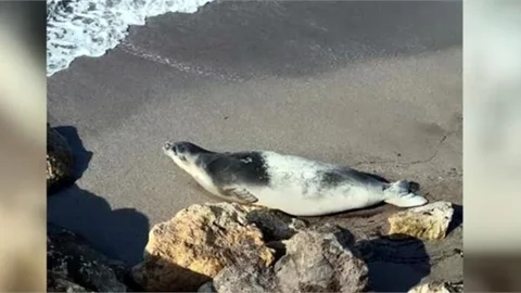 "Akdeniz Fokları Koruma Altında"