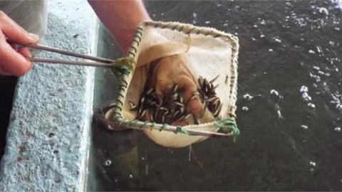 Cumhuriyetin 100. Yılında 100 Milyon Yavru Balık Kaynaklara Bırakılacak