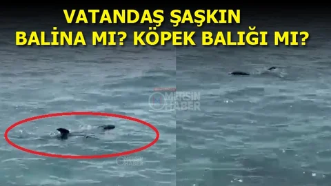 Mersin Sahilinde Tedirgin Eden Görüntü