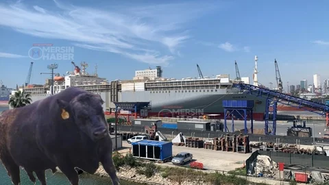 Mersin'i Saran Kötü Kokunun Sebebi!