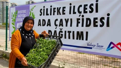 Silifkeli Üreticiler Yeniden Ada Çayı Fidesi İle Buluştu