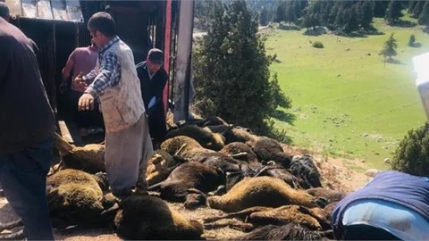 50 Civarında Küçükbaş Hayvan Telef Oldu
