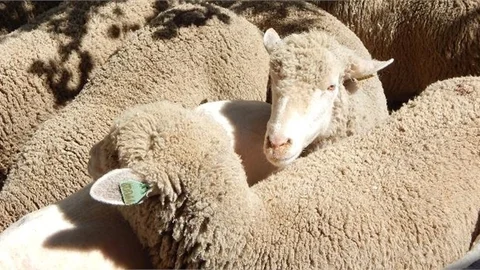 Diyanet İşleri Başkanı Erbaş, 2023 Yılı Vekâletle Kurban Kesim Bedellerini Açıkladı