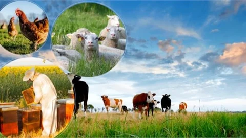 Tarım ve Orman Bakanlığından Depremde Hayvanları Telef Olan Yetiştiricilere Büyük Destek