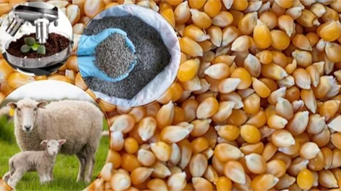 75 Milyon 826 Bin Liralık Destekleme Ödemesi Bugün Hesaplara Aktarılacak