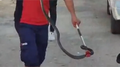 Sokak Ortasında Yılan Paniği