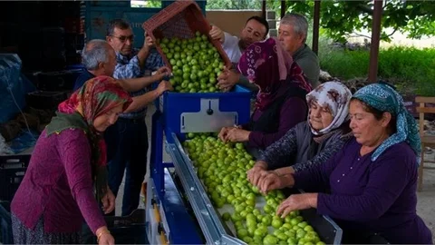 Mersin Büyükşehirin Destekleriyle Ürünlerin Değeri Artıyor