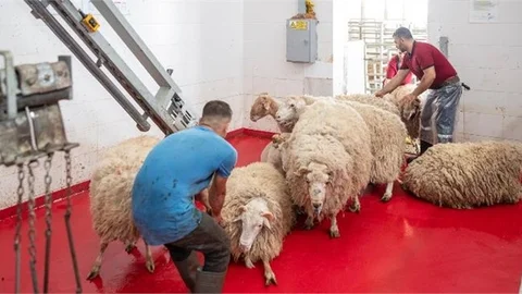 Büyükşehir Aziz Şehitlerin Anısına Kurban Kestirdi