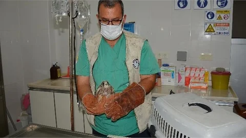 Mersin Büyükşehir Doğa Parkı Yaban Hayvanlarına Şifa Dağıtmaya Devam Ediyor