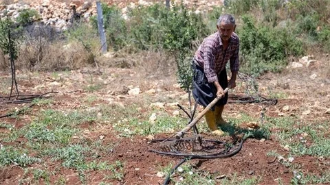 Mersin Büyükşehir’in Desteği İle Üretici Nefes Alıyor