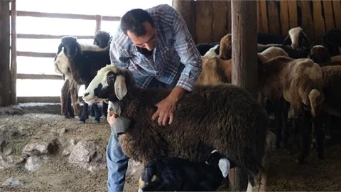 Küçükbaş Hayvan Desteğinde Geri Toplamalar Başladı