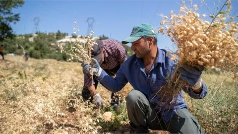 Mersin Büyükşehir, Toprağa Bereket Katmaya Devam Ediyor