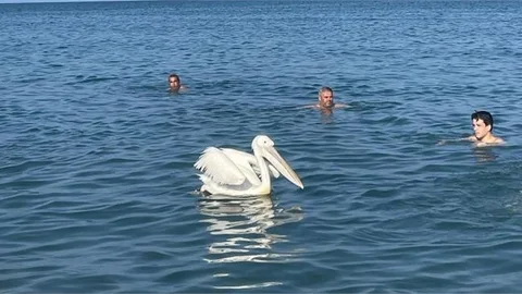 Sevimli Pelikan, Mersin Sahillerinde Deniz Keyfi Yapıyor