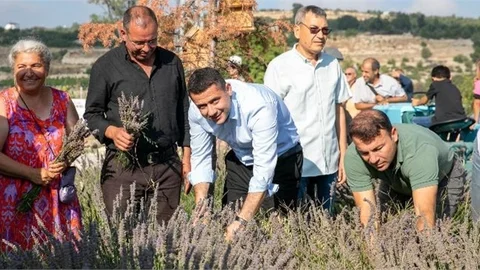 Çaltıbozkır'da Lavanta Hasat Şenliği Yapıldı