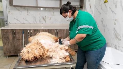 Mersin Büyükşehir’in Pet Kuaförüyle Can Dostlar Tertemiz