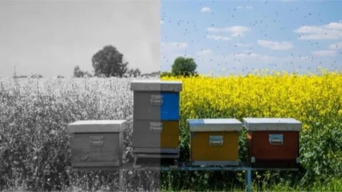 Küresel İklim Değişikliğinin Arıcılık Üzerindeki Etkileri Mercek Altına Alındı