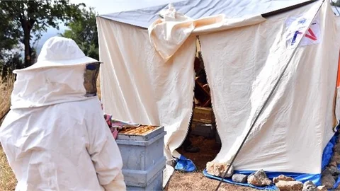 Arıcılar, Ballarını Artık Modern Çadırlarda Sağacak