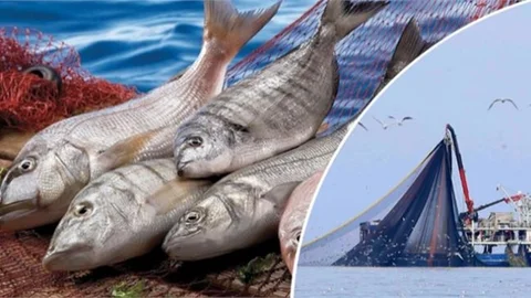 Tarım ve Orman Bakanlığı'ndan Yasa Dışı Avcılık Denetimi, 168 Ton Su Ürünü, 635 Ağ ve Av Aracı, 11 Balıkçı Gemisine El Konuldu