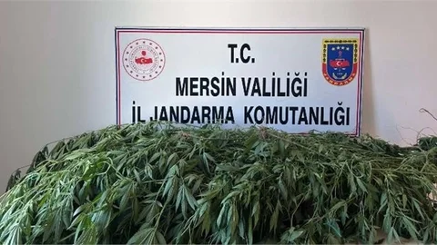 Yasa Dışı Kenevir Ekimi Yapan Şahıslar Yakalandı