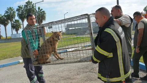 Tarsus Doğa Parkı Hem Yaşam Alanı Hem Rehabilitasyon Merkezi