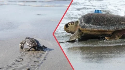 Tarım ve Orman Bakanlığından Deniz Kaplumbağalarına Koruma