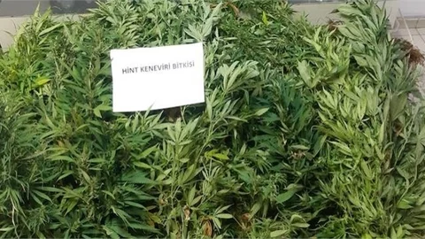 Apartman Bolkonunda Hint Keneviri Yetiştirenlere Operasyon