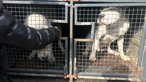 Tehlikeli Köpekler Güvenli Yaşam Alanlarına Kavuştu