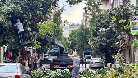 Akdeniz’de Budama Çalışmaları Sürüyor