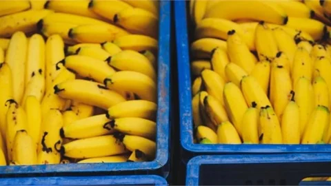 Mersin Bozyazı'da Muz Üreticisine Büyük Zarar Uğradı: Yaşanan Hırsızlık Nedeniyle Üretici İçişleri Bakanlığı ve Kurumları Göreve Davet Etti!