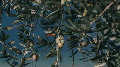 Mersin Mut'ta Zeytin Hırsızlığı Arttı: Üreticiler Güvenlik İçin Nöbet Tutmaya Başladı