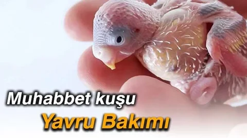 Muhabbet Kuşu Yavru Bakımı