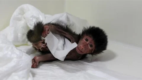 Nisan’ın Kardeşi Limon’u Da Doğa Parkı Ekipleri Büyütüyor