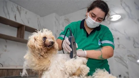Mersin Büyükşehir Her Canlının Belediyesi
