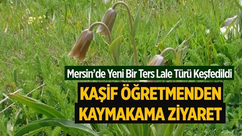 Mersin’de Keşfedilen Yeni Ters Lale Türünün Kaşifinden Kaymakama Ziyaret