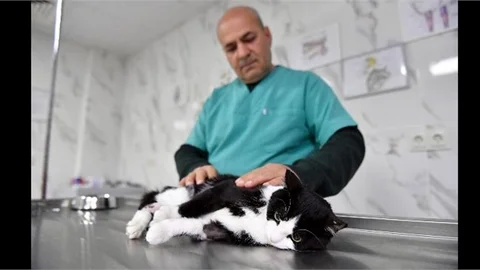 Sahipsiz Kedinin Bacağı Demire Saplandı Mersin Büyükşehir Kurtardı